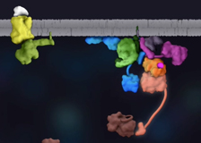 yeast mating pathway